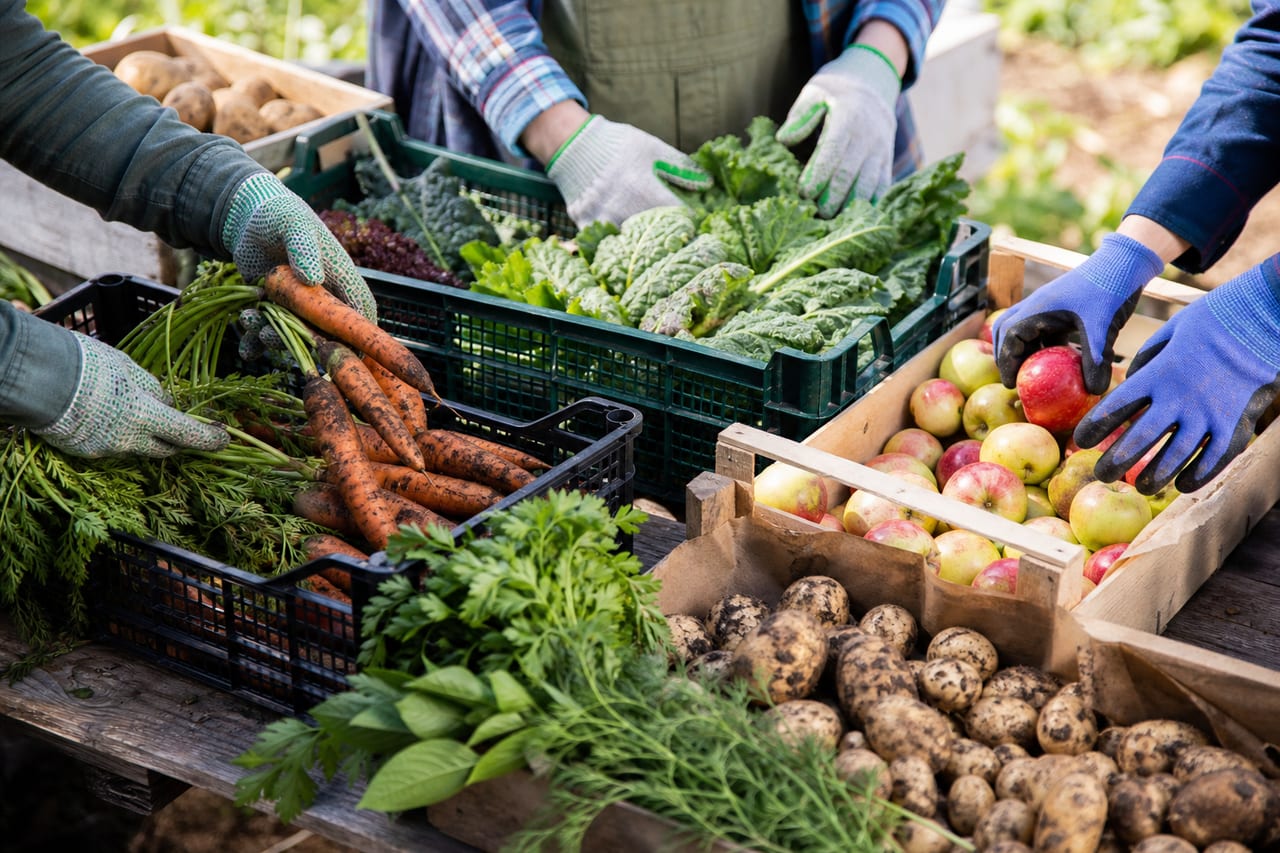 Volunteers sorting fresh vegetables outdoors